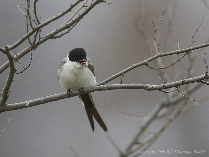 Fork-tailed Flycatcher